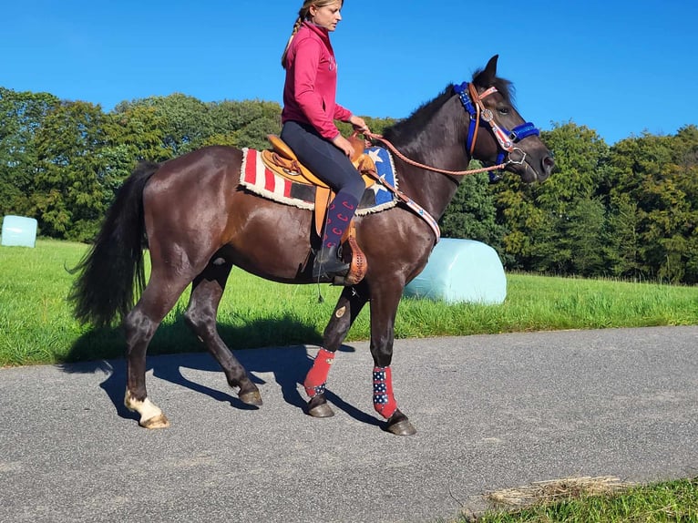 More ponies/small horses Gelding 3 years 15 hh Black in Linkenbach