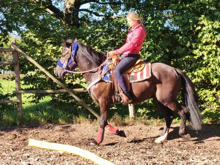 More ponies/small horses Gelding 3 years 15 hh Black in Linkenbach