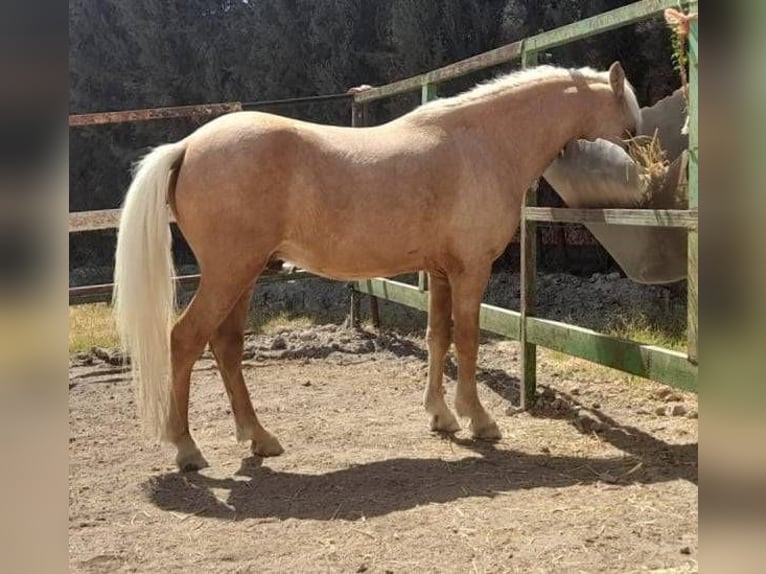 More ponies/small horses Gelding 3 years 9,2 hh Palomino in Chiclana de la Frontera