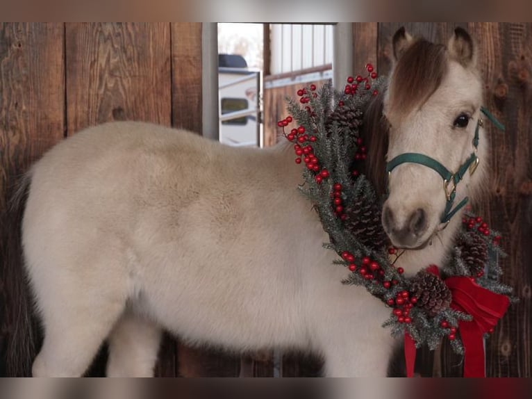 More ponies/small horses Gelding 3 years 9 hh Buckskin in Lindon