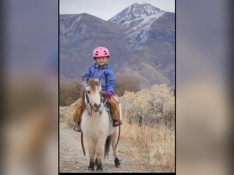 More ponies/small horses Gelding 3 years 9 hh Buckskin in Lindon