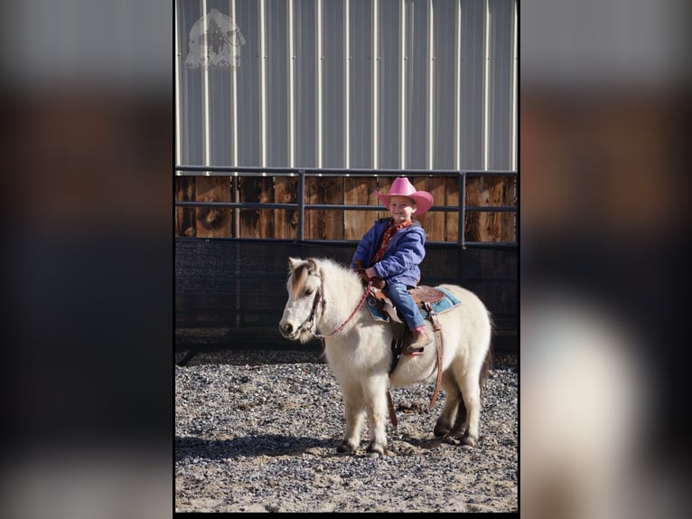 More ponies/small horses Gelding 3 years 9 hh Buckskin in Lindon