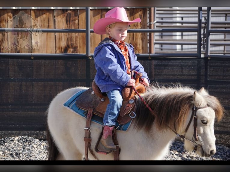 More ponies/small horses Gelding 3 years 9 hh Buckskin in Lindon