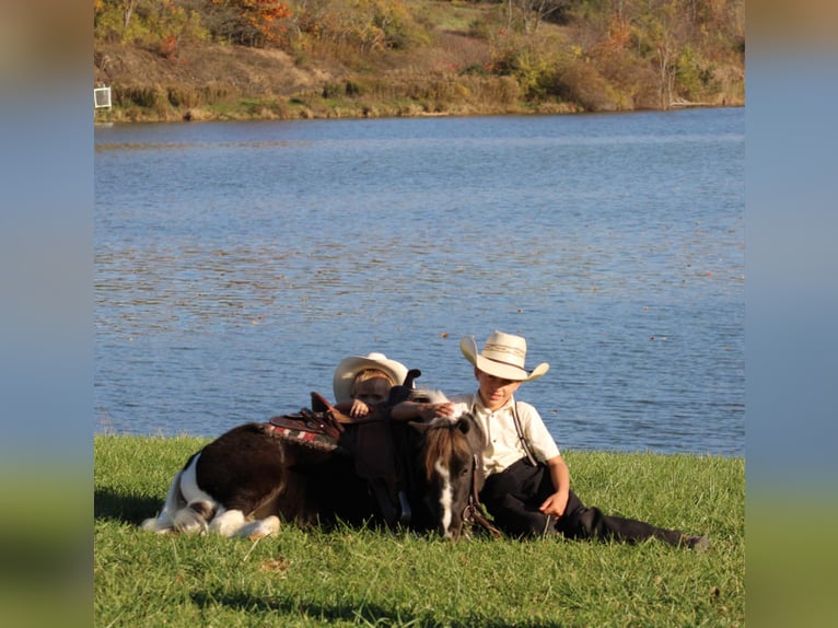 More ponies/small horses Gelding 4 years 10,1 hh in Rebersburg, PA