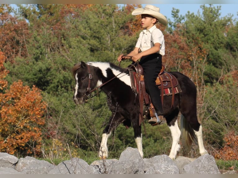 More ponies/small horses Gelding 4 years 10,1 hh in Rebersburg, PA