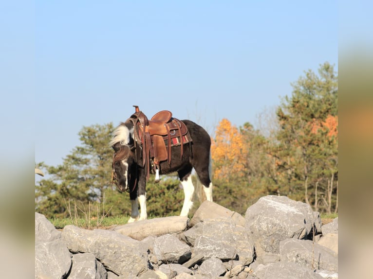 More ponies/small horses Gelding 4 years 10,1 hh in Rebersburg, PA