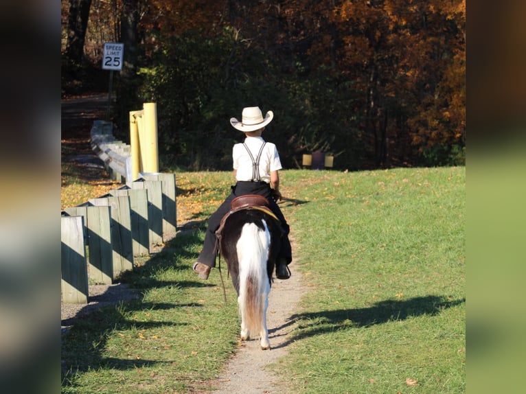 More ponies/small horses Gelding 4 years 10,1 hh in Rebersburg, PA