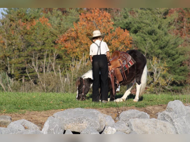 More ponies/small horses Gelding 4 years 10,1 hh in Rebersburg, PA