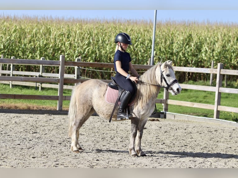 More ponies/small horses Gelding 4 years 11,1 hh Can be white in Bogaarden