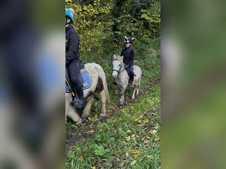 More ponies/small horses Gelding 4 years 11,1 hh Can be white in Bogaarden