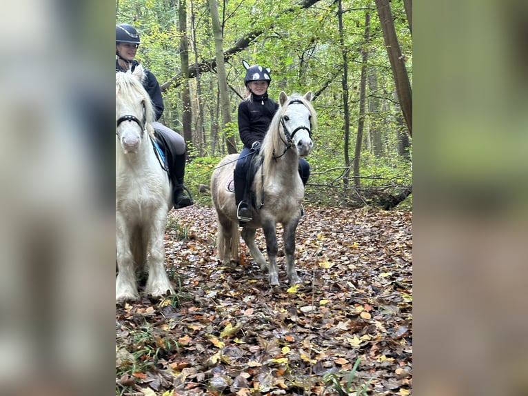 More ponies/small horses Gelding 4 years 11,1 hh Can be white in Bogaarden