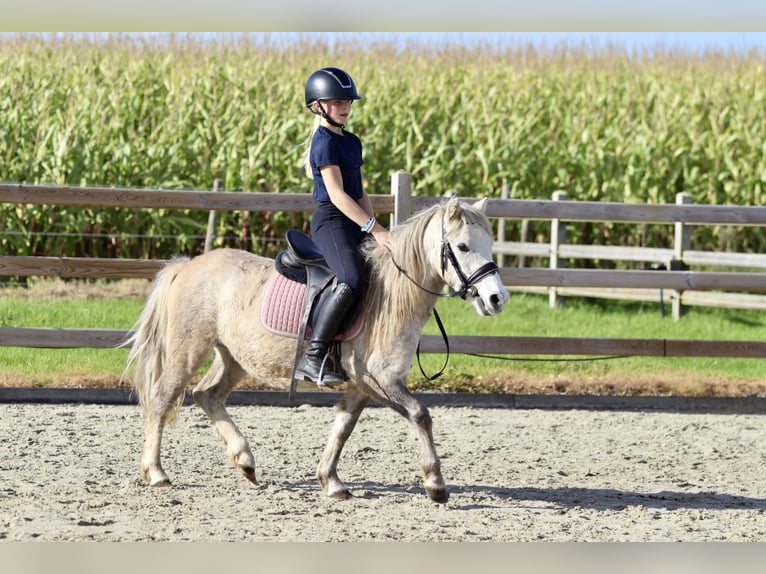 More ponies/small horses Gelding 4 years 11,1 hh Dun in Bogaarden