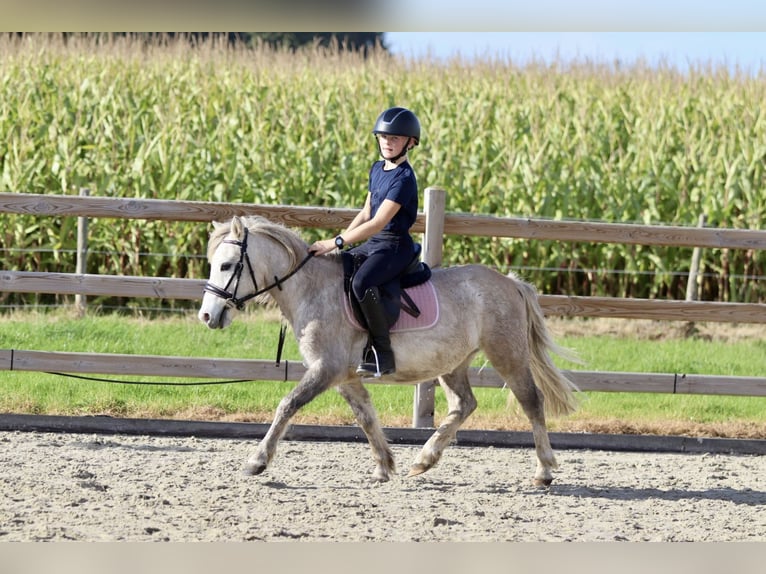 More ponies/small horses Gelding 4 years 11,1 hh Dun in Bogaarden