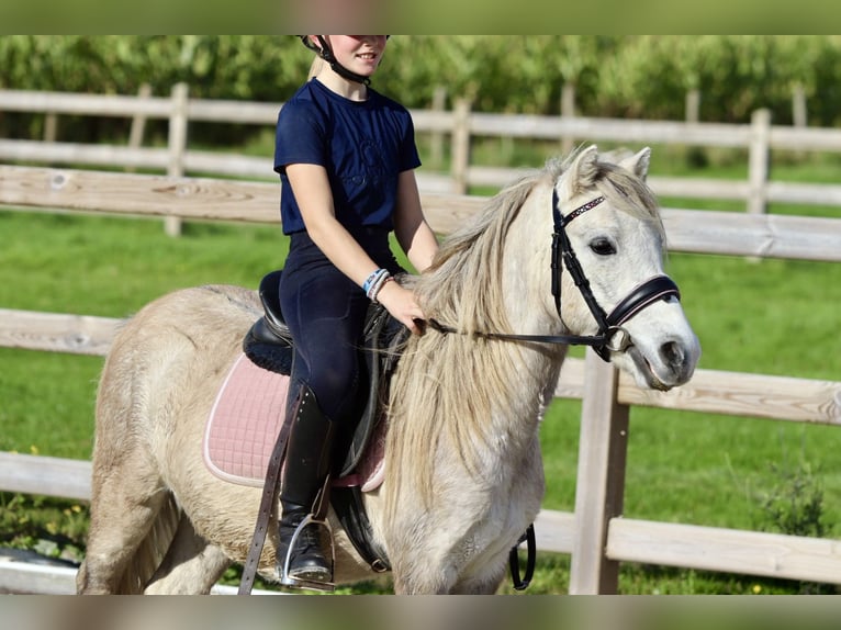 More ponies/small horses Gelding 4 years 11,1 hh Dun in Bogaarden