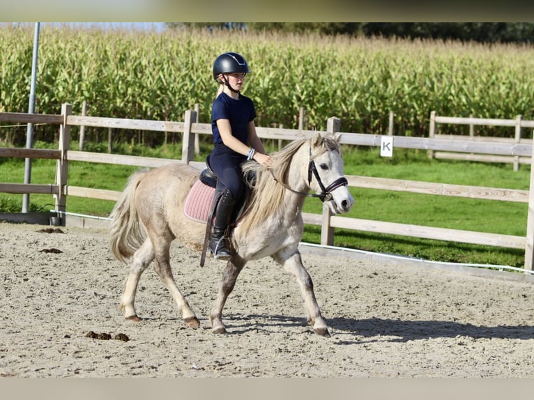 More ponies/small horses Gelding 4 years 11,1 hh Dun in Bogaarden