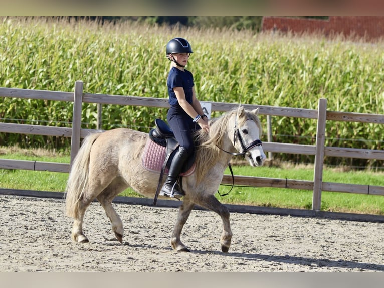 More ponies/small horses Gelding 4 years 11,1 hh Dun in Bogaarden