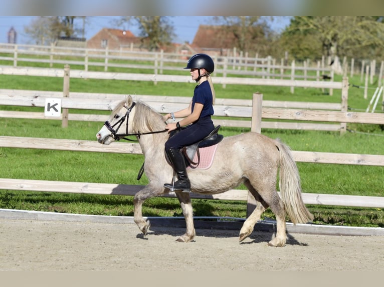 More ponies/small horses Gelding 4 years 11,1 hh Dun in Bogaarden