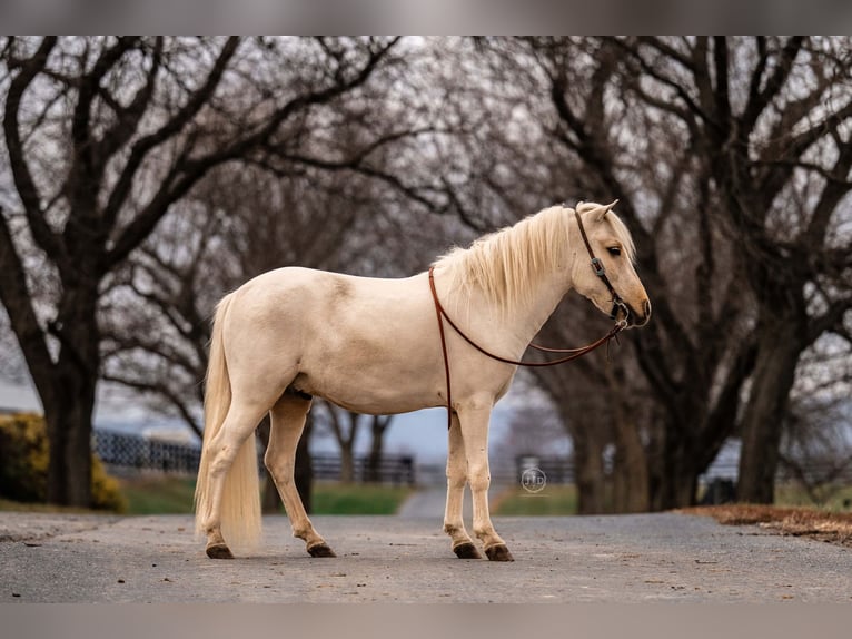 More ponies/small horses Gelding 4 years 11 hh Palomino in Lebanon