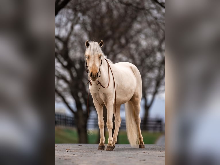 More ponies/small horses Gelding 4 years 11 hh Palomino in Lebanon