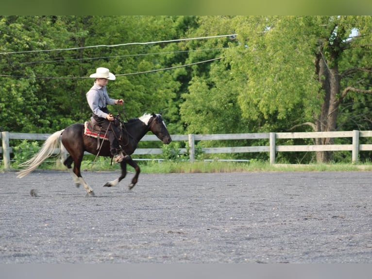 More ponies/small horses Gelding 4 years 12 hh in Allenwood, PA
