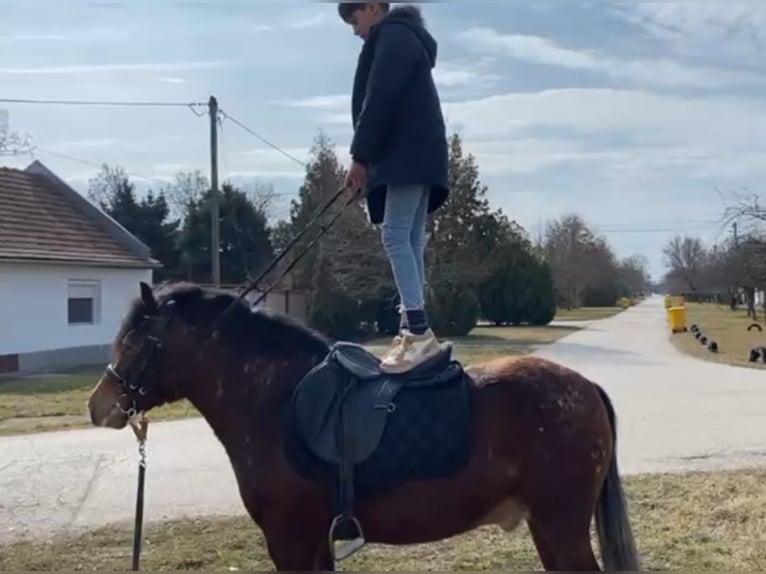 More ponies/small horses Gelding 4 years 13,1 hh Brown in Rechnitz