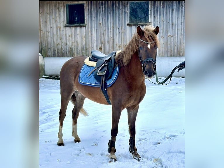 More ponies/small horses Gelding 4 years 13,1 hh Chestnut in Pelmberg