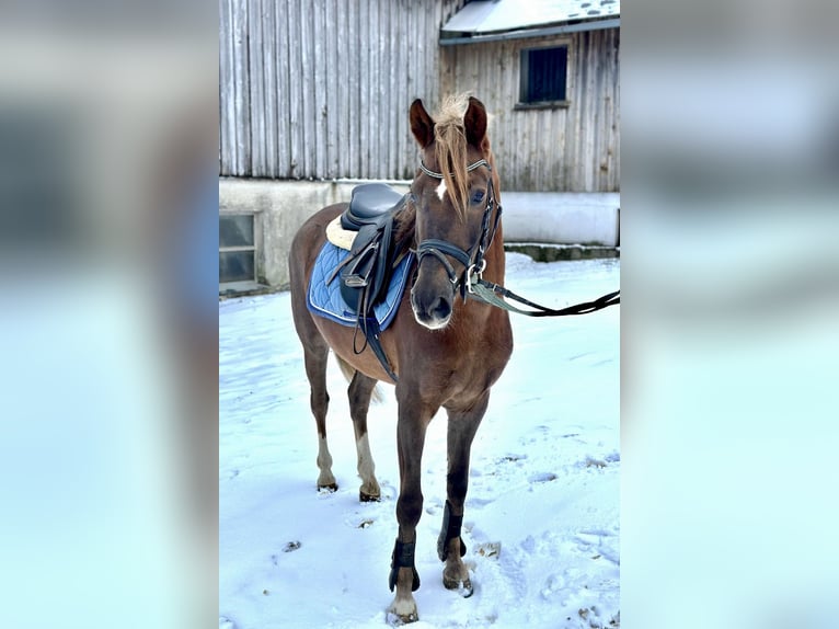 More ponies/small horses Gelding 4 years 13,1 hh Chestnut in Pelmberg