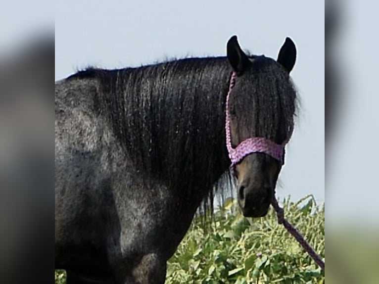 More ponies/small horses Mix Gelding 4 years 13,1 hh Roan-Blue in Joy