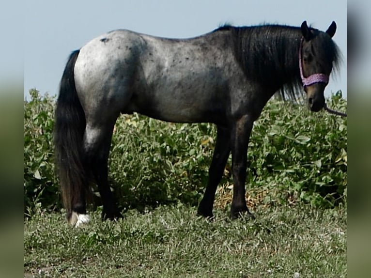 More ponies/small horses Mix Gelding 4 years 13,1 hh Roan-Blue in Joy