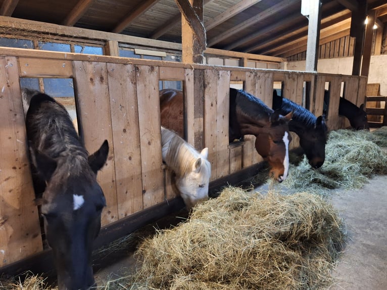 More ponies/small horses Mix Gelding 4 years 13,2 hh Leopard-Piebald in Thannhausen