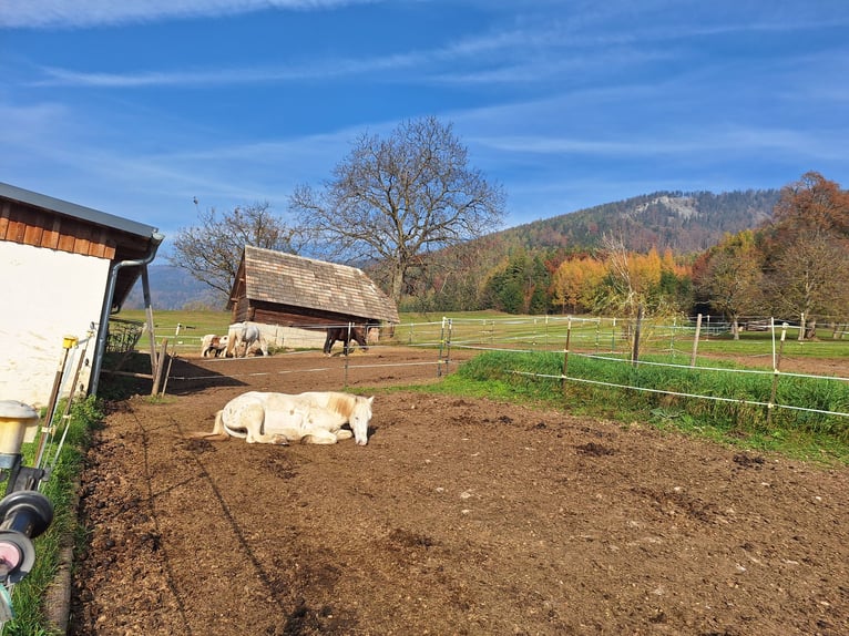 More ponies/small horses Mix Gelding 4 years 13,2 hh Leopard-Piebald in Thannhausen