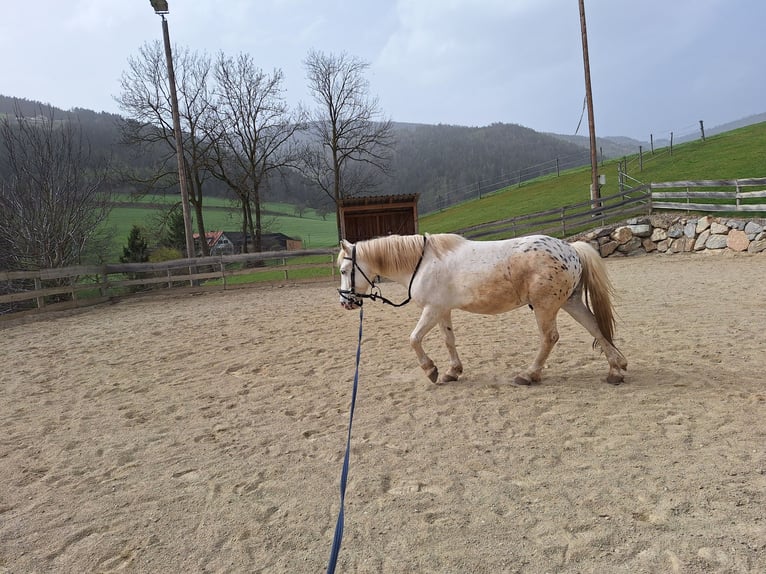 More ponies/small horses Mix Gelding 4 years 13,2 hh Leopard-Piebald in Thannhausen