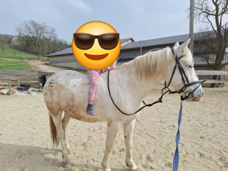 More ponies/small horses Mix Gelding 4 years 13,2 hh Leopard-Piebald in Thannhausen