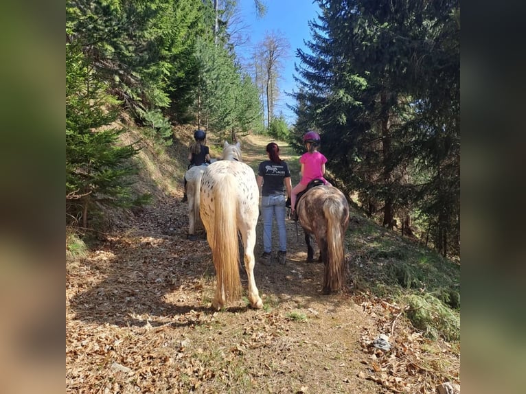 More ponies/small horses Mix Gelding 4 years 13,2 hh Leopard-Piebald in Thannhausen