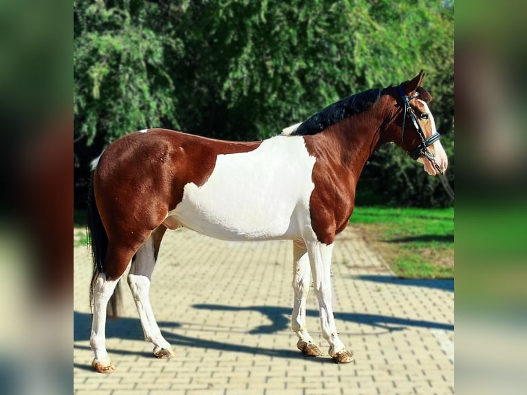 More ponies/small horses Gelding 4 years 13,2 hh Pinto in Bad Camberg