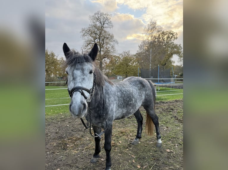 More ponies/small horses Gelding 4 years 14,1 hh Gray in Bücken