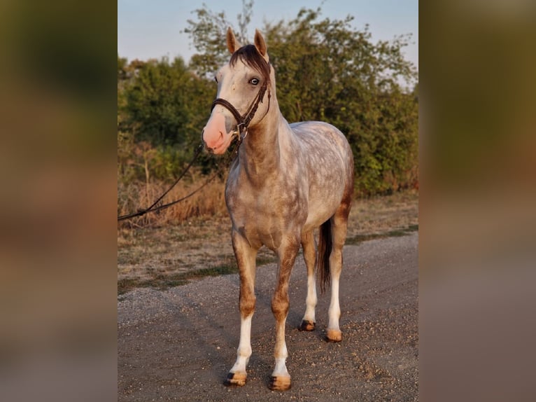 More ponies/small horses Gelding 4 years 14,1 hh in Deggendorf