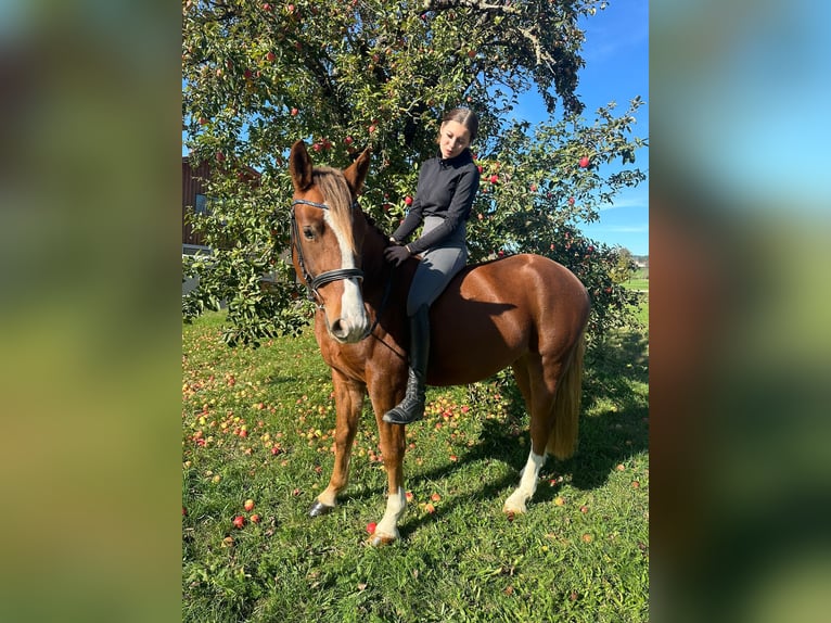 More ponies/small horses Gelding 4 years 14,2 hh Chestnut-Red in Alberndorf