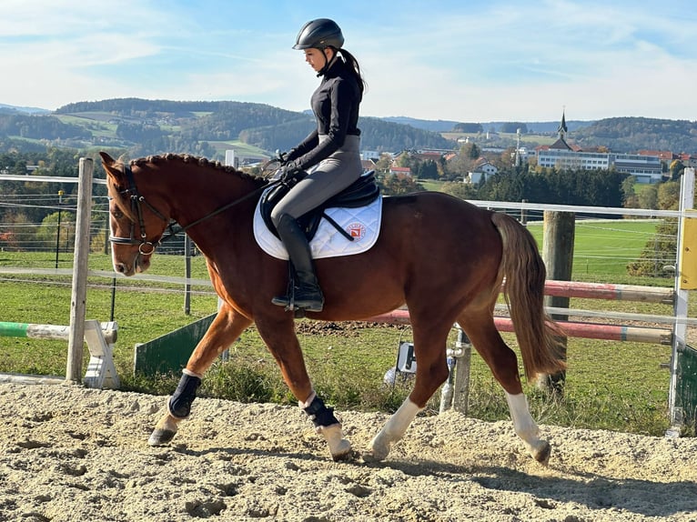 More ponies/small horses Gelding 4 years 14,2 hh Chestnut-Red in Alberndorf