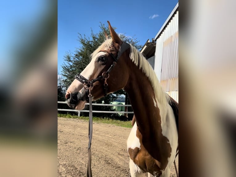 More ponies/small horses Mix Gelding 4 years 14,2 hh Pinto in Netphen