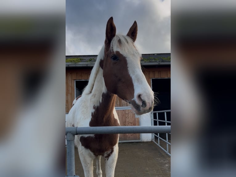 More ponies/small horses Mix Gelding 4 years 14,2 hh Pinto in Netphen