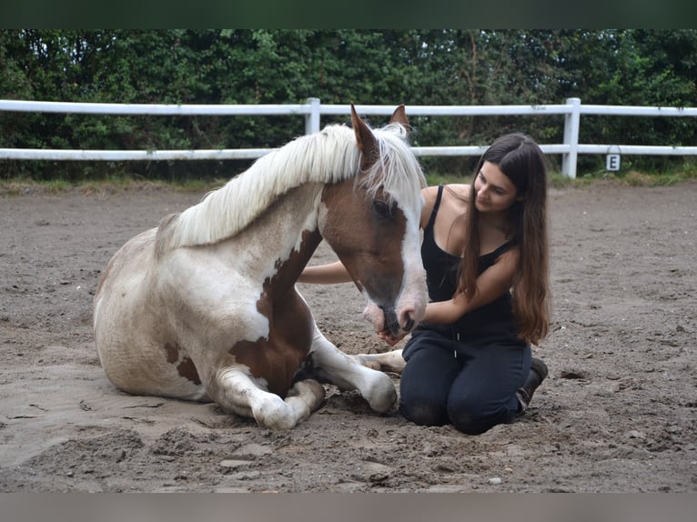 More ponies/small horses Mix Gelding 4 years 14,2 hh Pinto in Netphen