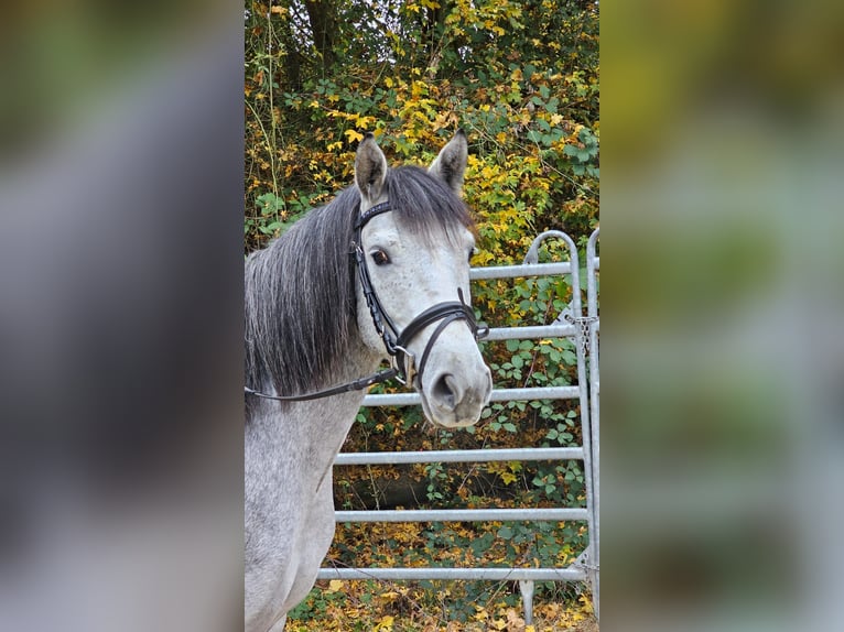 More ponies/small horses Gelding 4 years 14,3 hh Gray-Dapple in Bad Camberg