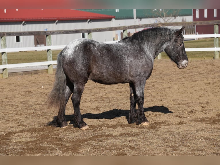 More ponies/small horses Mix Gelding 4 years 14 hh Roan-Blue in Fresno