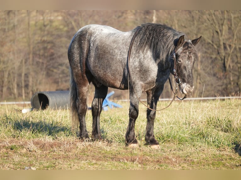 More ponies/small horses Mix Gelding 4 years 14 hh Roan-Blue in Fresno