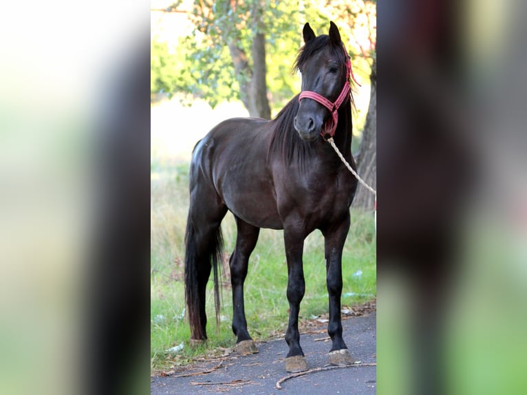 More ponies/small horses Gelding 4 years 15 hh Black in Reisbach