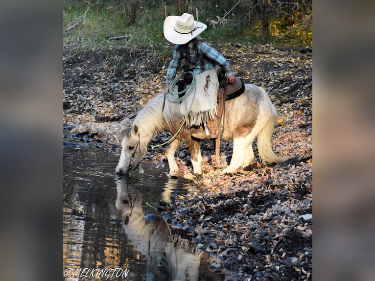 More ponies/small horses Gelding 4 years 9,1 hh Pinto in Rigby