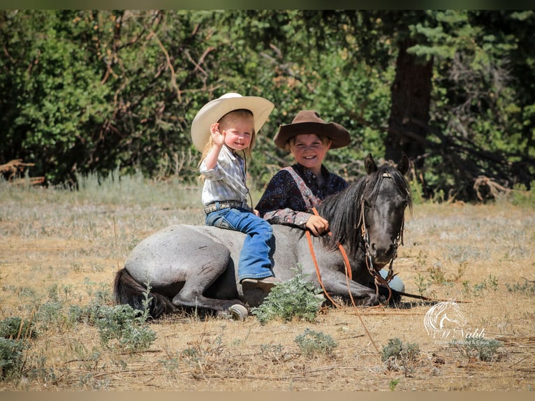 More ponies/small horses Gelding 4 years 9,1 hh Roan-Blue in Cody