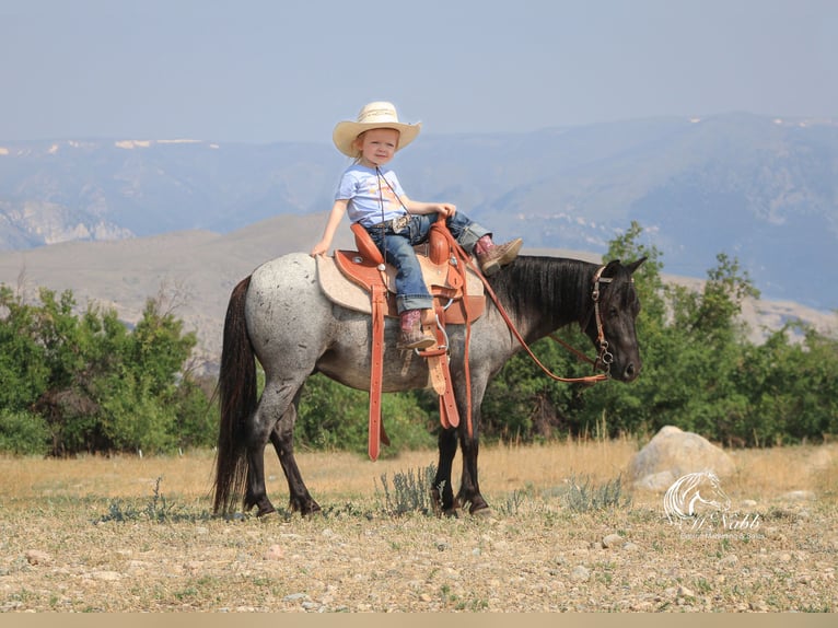 More ponies/small horses Gelding 4 years 9,1 hh Roan-Blue in Cody