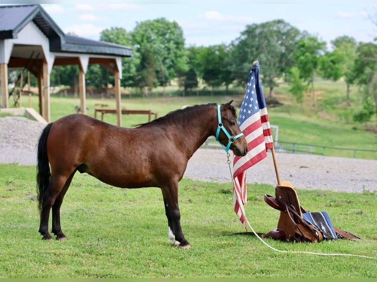 More ponies/small horses Gelding 5 years 10 hh Bay in Glasgow